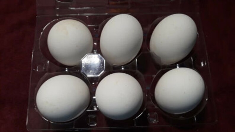 6 large goose eggs beautifully packaged in secure egg carton.