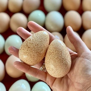 May include: Two speckled, oval-shaped eggs are held in a hand, with a variety of other eggs in the background. The eggs in the hand have a light tan base color with brown speckles. The background eggs vary in color from white to light green and tan.
