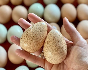 6 Large Blown Turkey Egg Shells