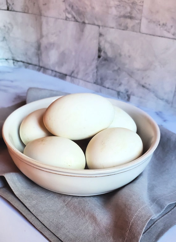 6 Large Goose Egg Shells