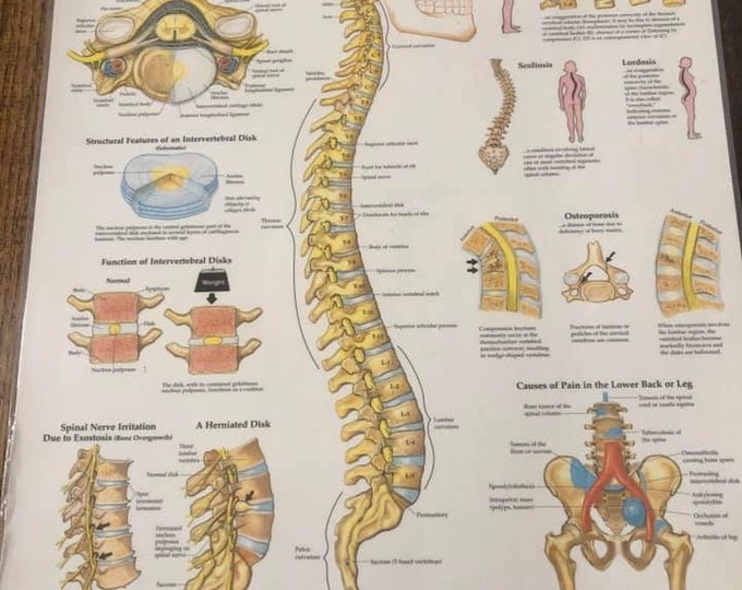 Set of 3 Anitomical Charts