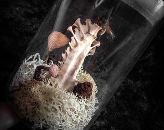 Owl Bone Terrarium Vial