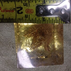 Golden Moonflower Seed Pod Resin Paperweight