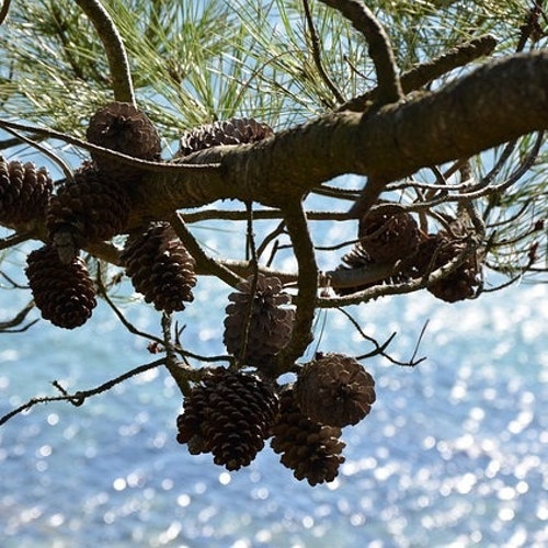 ヴィンテージ フェントン ピンク＆ホワイト フリルバスケット - 7