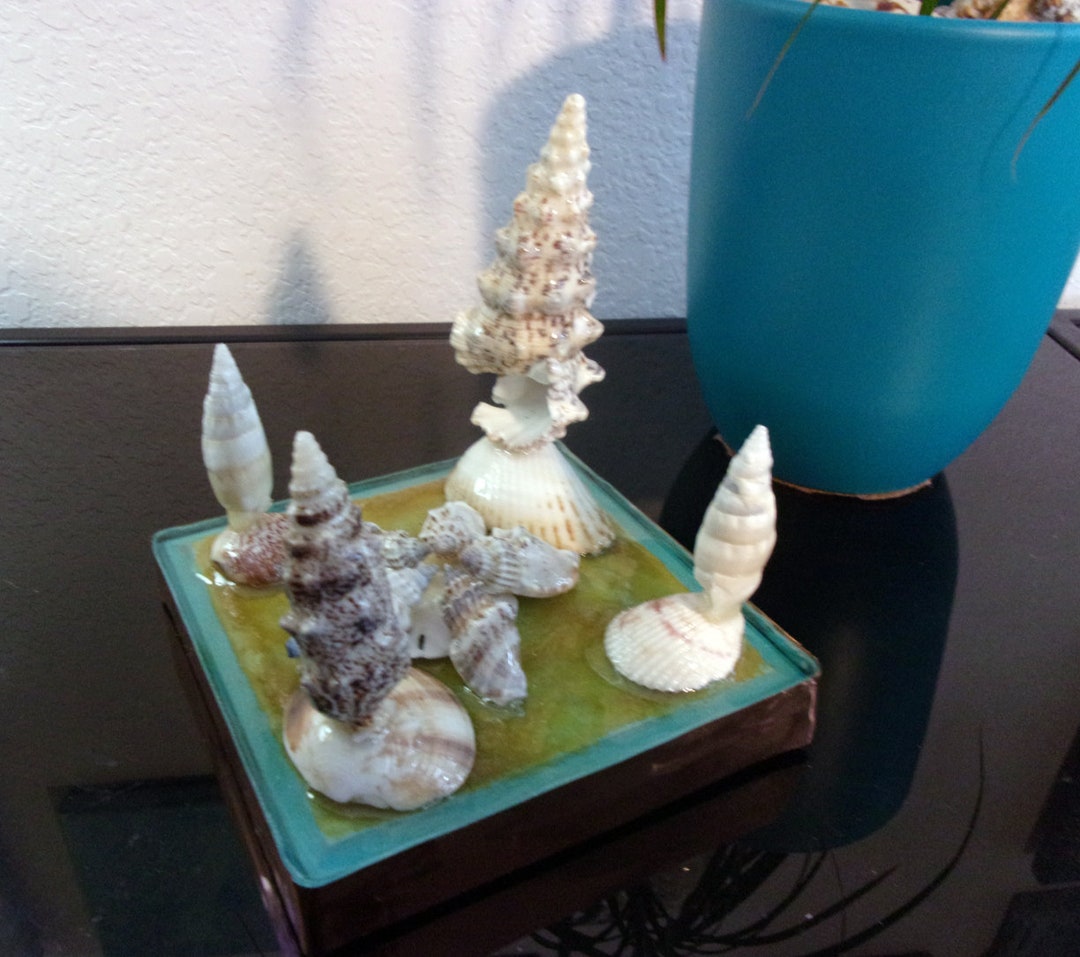 Original Decorative Designed Shells With Clear Acrylic Resin Coating - Etsy
