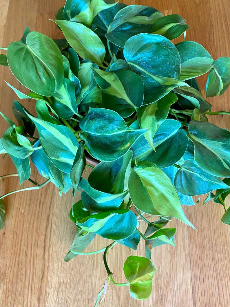 Philodendron Brasil image 2