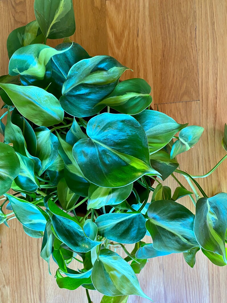 Philodendron Brasil image 6