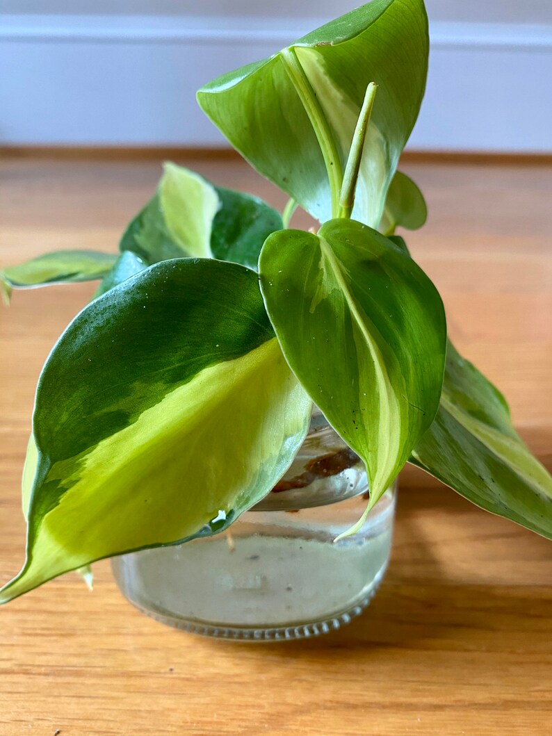 Philodendron Brasil image 3