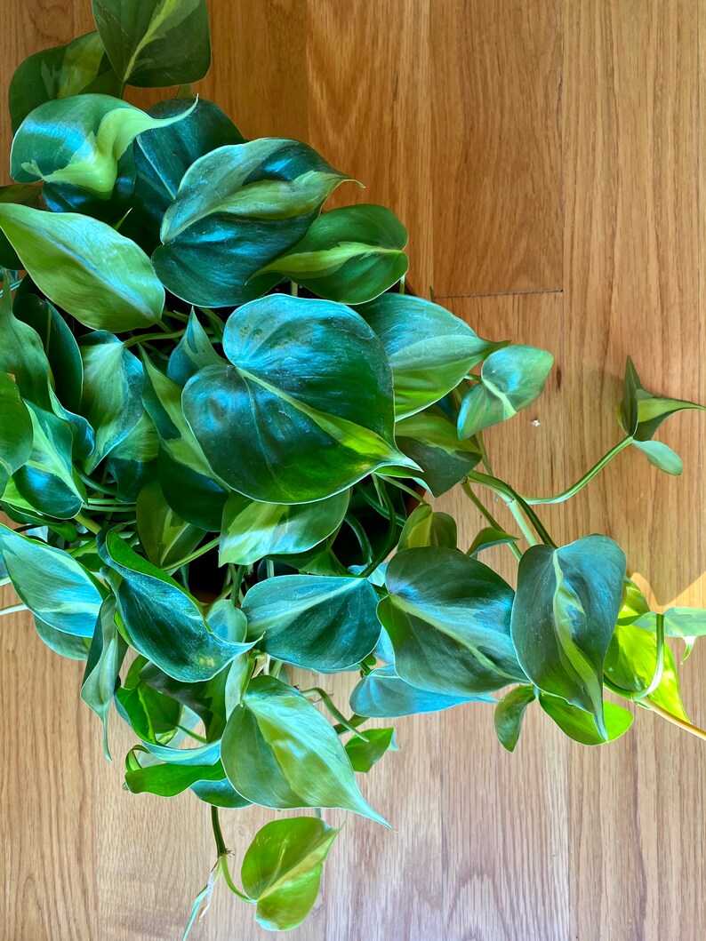 Philodendron Brasil image 4