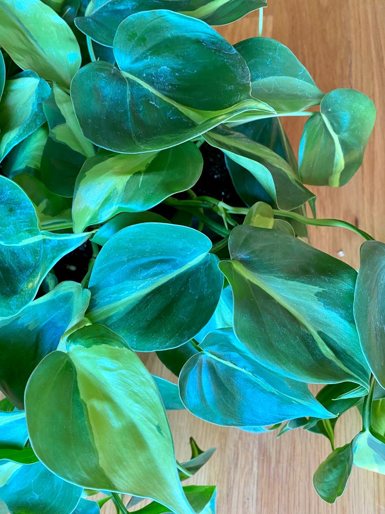 Philodendron Brasil image 5