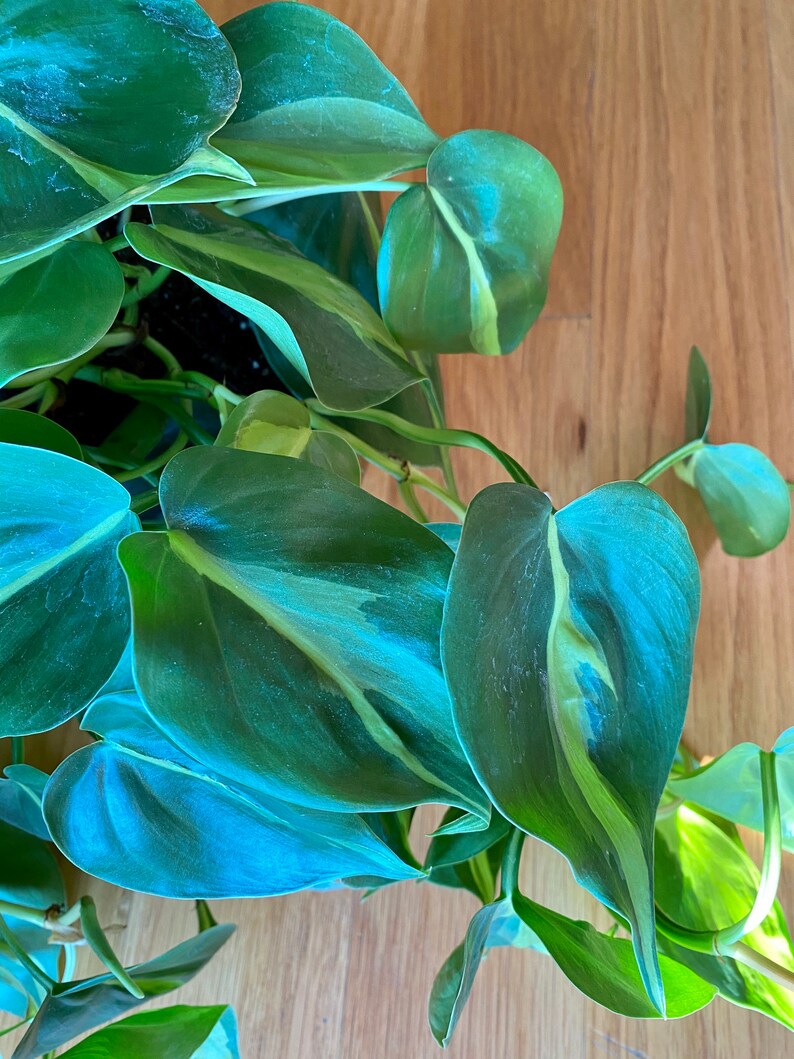 Philodendron Brasil image 1