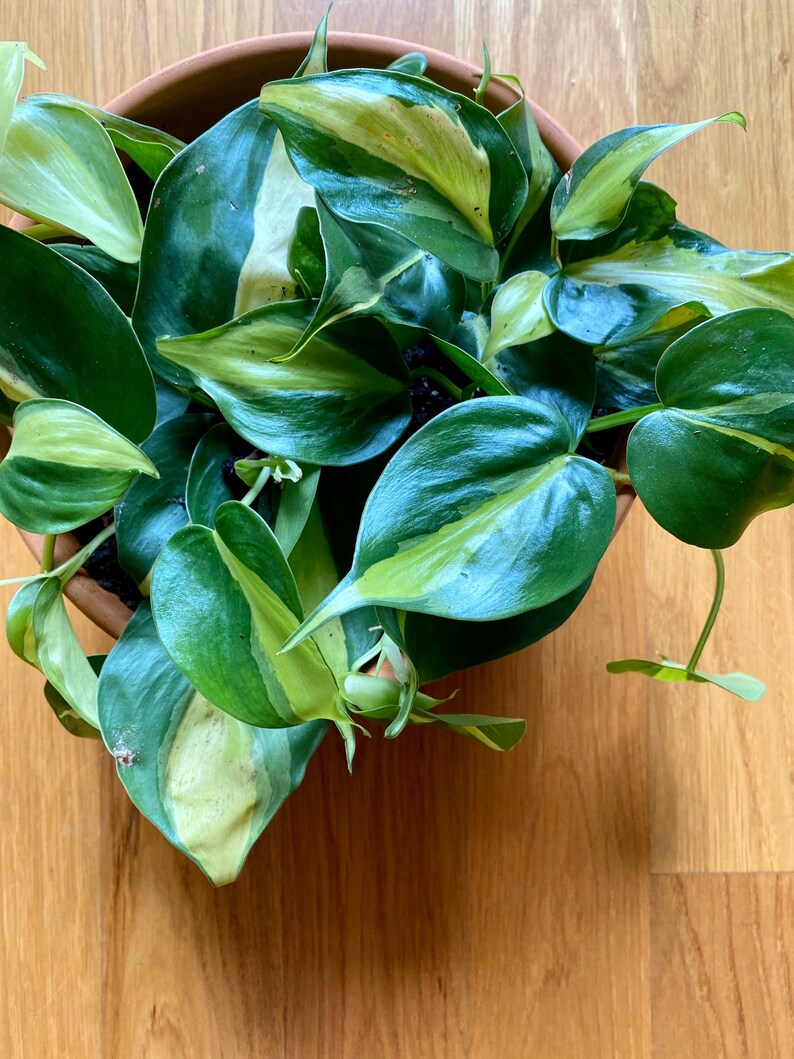 Philodendron Brasil image 0