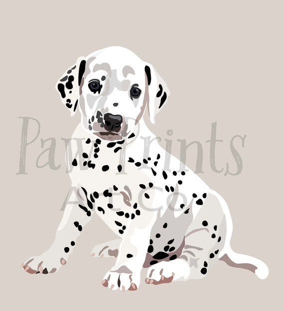 a dalmatian puppy