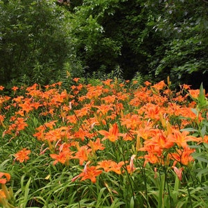 25 Tiger Tawny Orange Daylilies Hemerocallis Fulva Young Perennial Starts Rhizomes Mid To Late Summer Blooms