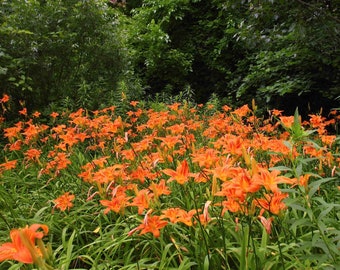 25 Tiger Tawny Orange Daylilies Hemerocallis Fulva Young Perennial Starts Rhizomes Mid To Late Summer Blooms