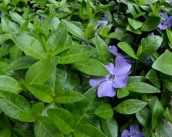 500 Periwinkle Vinca Minor Creeping Myrtle Perennial Evergreen Ground Cover 6"+ Starts Hardy Heirloom Plants Spring Flowers