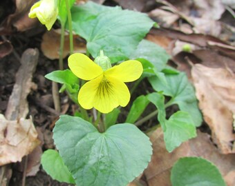 150 Downy Yellow Violets Plants Perennial Viola Pubescens Early Spring Flowers Ephemeral Native Garden Landscape Easy To Grow Groundcover