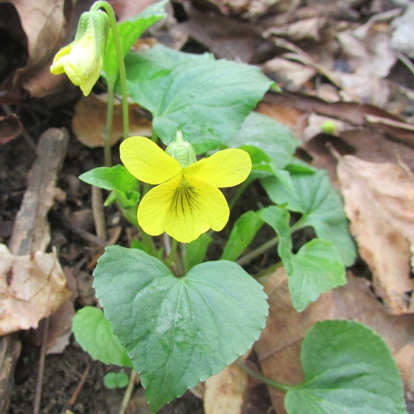 50 Downy Yellow Violets Plants Perennial Viola Pubescens Early Spring Flowers Ephemeral Native Garden Landscape Easy To Grow Groundcover