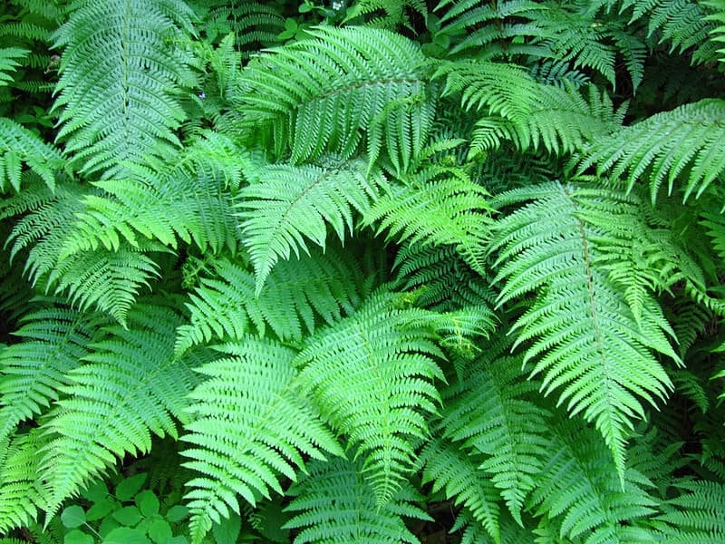 Ostrich Ferns Fiddlehead Ferns 20 Bare Root Matteuccia Struthiopteris…