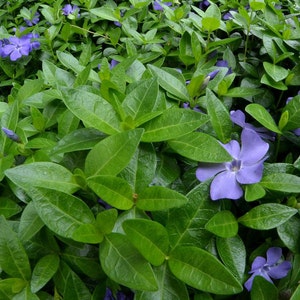 May include: A close-up of a patch of green leaves with several light purple flowers blooming. The flowers have five petals and are in various stages of bloom.