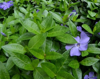 50 Periwinkle Vinca Minor Creeping Myrtle Perennial Evergreen Groundcover 6"+ Starts Hardy Heirloom Plants Lavender Blue Spring Flowers USA