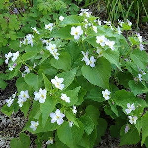 10 White Canada Violet Plants Bare Root Viola Canadensis  Perennial Flower Garden Spring Summer Blooms Pollinator Groundcover Easy To Grow