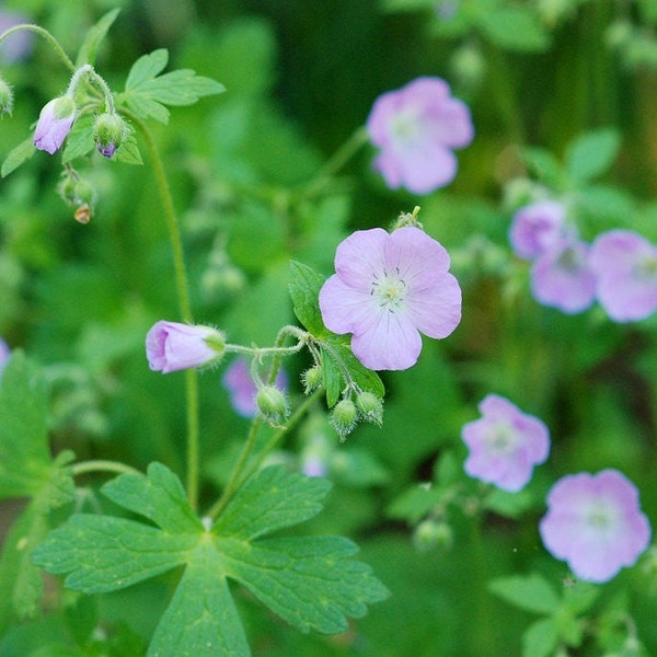 10 Wild Geranium Bare Root Rhizomes Geranium Maculatum Native Cranesbill Purple Perennial Lavender Flower Clump Forming Plant Wildflower