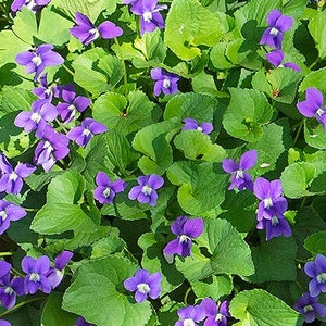 10 Violets Common Blue Viola Sororia Perennial Flower Garden Spring Summer Blooms Meadow Landscape Pollinator Groundcover Easy To Grow USA