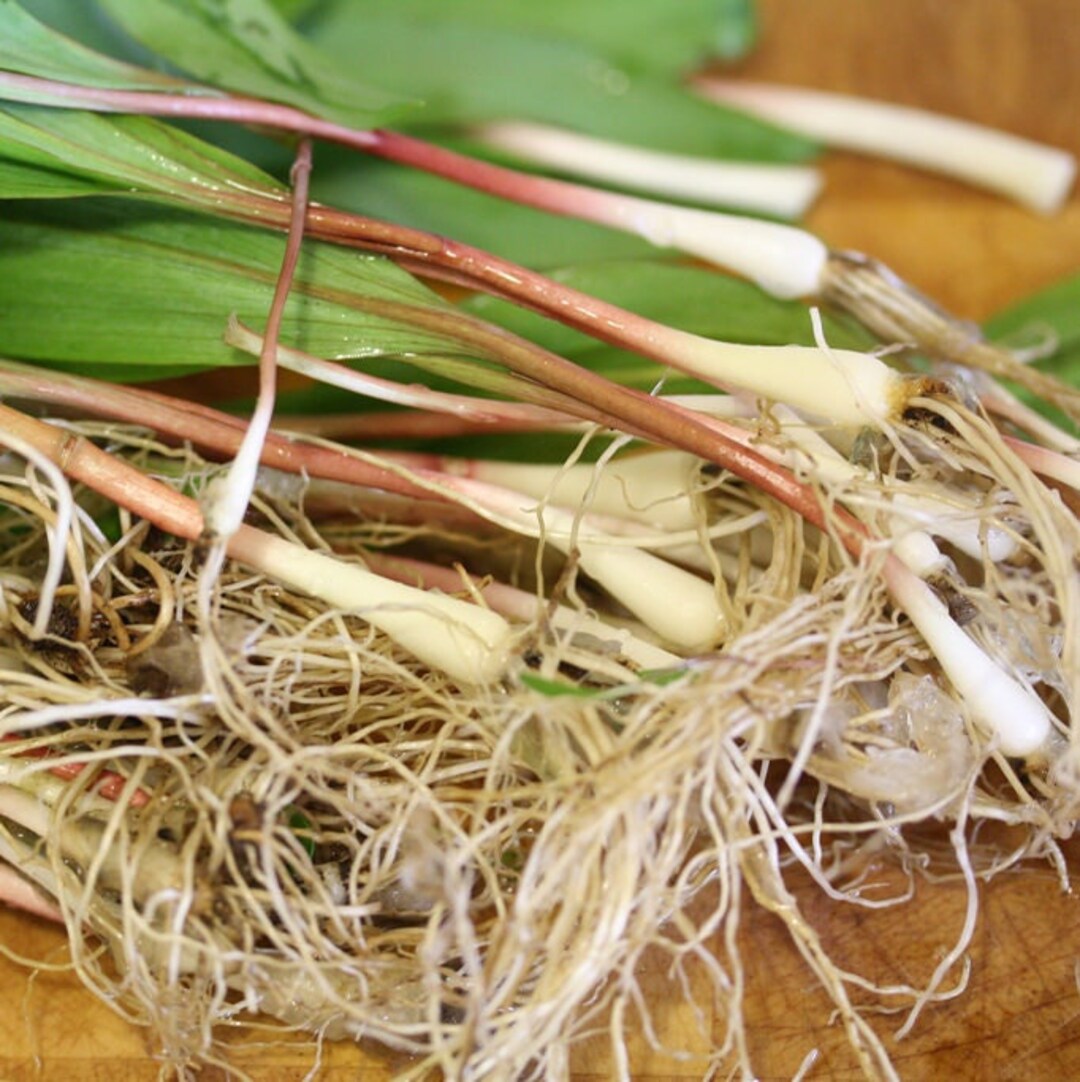 Ramps 2 Pounds Wild Leeks 2024 PREORDER Organic Spring Onion Garlic