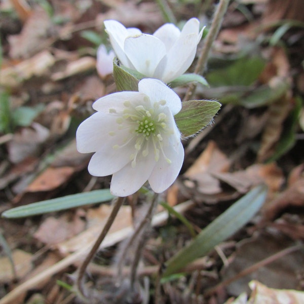 30 Sharp Lobed Hepatica Perennial Native Woodland Flower Spring Ephemeral Evergreen Early Season Blooms Rare Plant Garden Collection Nature