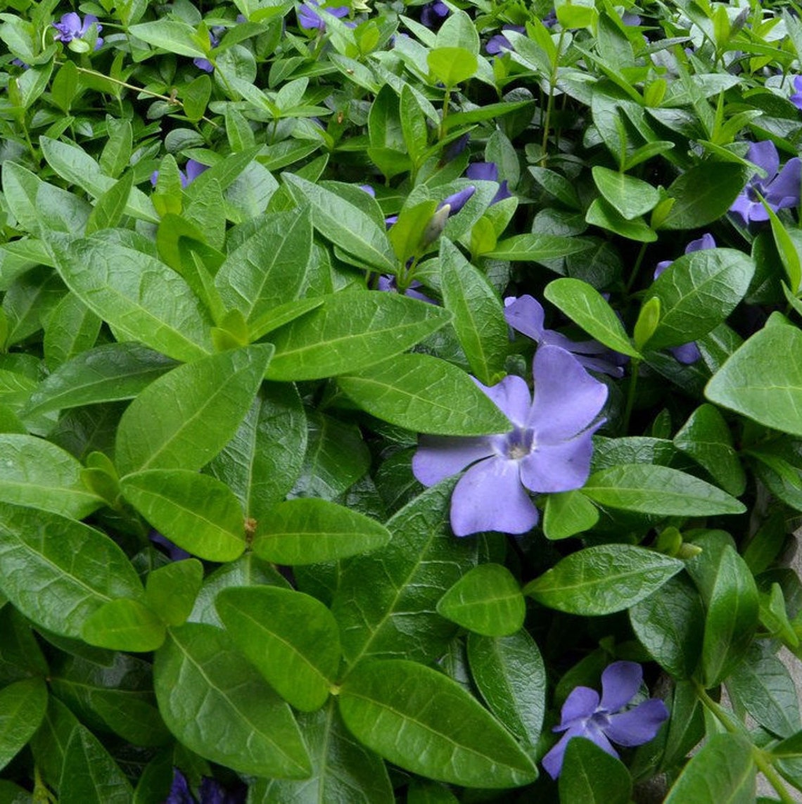 400 Periwinkle Vinca Minor Perennial Evergreen Ground Cover Etsy