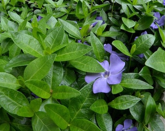 400 Periwinkle Vinca Minor Creeping Myrtle Bowles Perennial Evergreen Ground Cover 6"+ Starts Hardy Heirloom Plants Spring Flowers