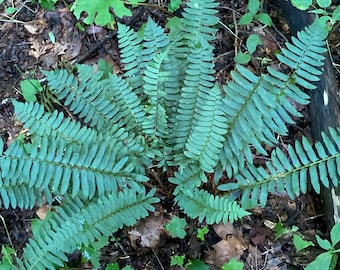 10 Christmas Ferns Polystichum Arostichoids Mature Hardy Bare Root Perennial Landscaping Evergreen Groundcover Ornamental Woodland Plants