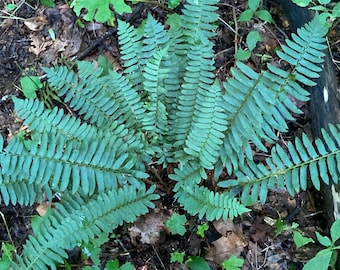 20 Christmas Ferns Polystichum Arostichoids Mature Hardy Bare Root Perennial Landscaping Evergreen Groundcover Ornamental Woodland Plants