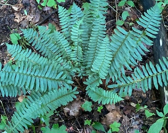 5 Christmas Ferns Polystichum Arostichoids Mature Hardy Bare Root Perennial Landscaping Evergreen Groundcover Ornamental Woodland Plants