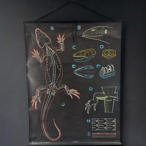 Peut inclure: Un tableau anatomique noir et blanc d'un lézard avec des parties étiquetées. Le tableau est sur fond noir et comprend un gros plan de la tête, de la queue et des pattes du lézard. Le tableau est étiqueté avec les lettres A à J.