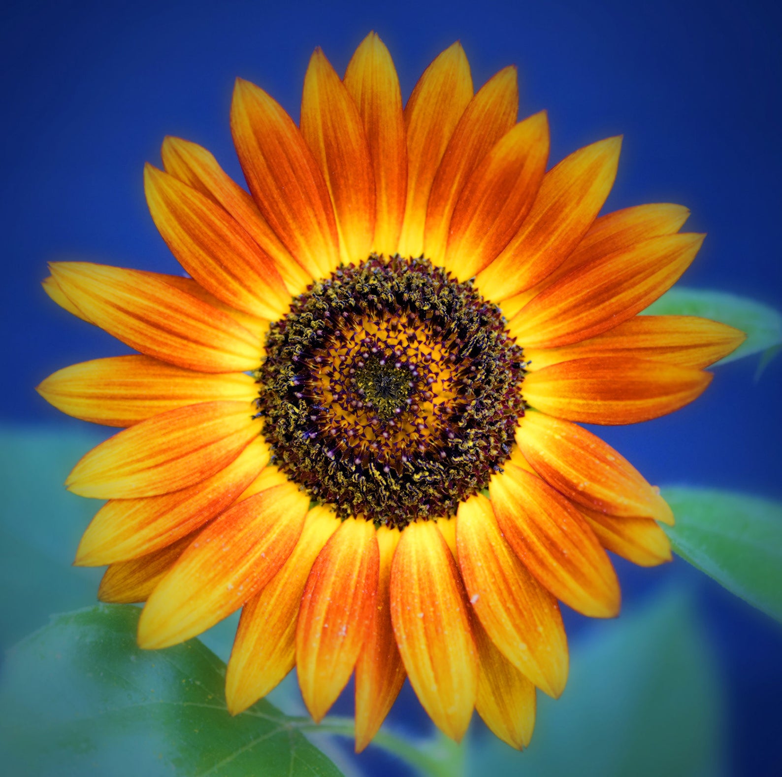 Sunflower With Blue Etsy