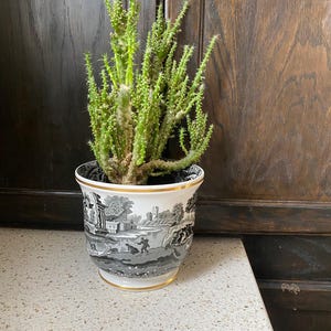 Puede incluir: Una planta de cactus verde en una maceta de cerámica negra y blanca con un borde dorado. La maceta presenta una escena de paisaje en blanco y negro.