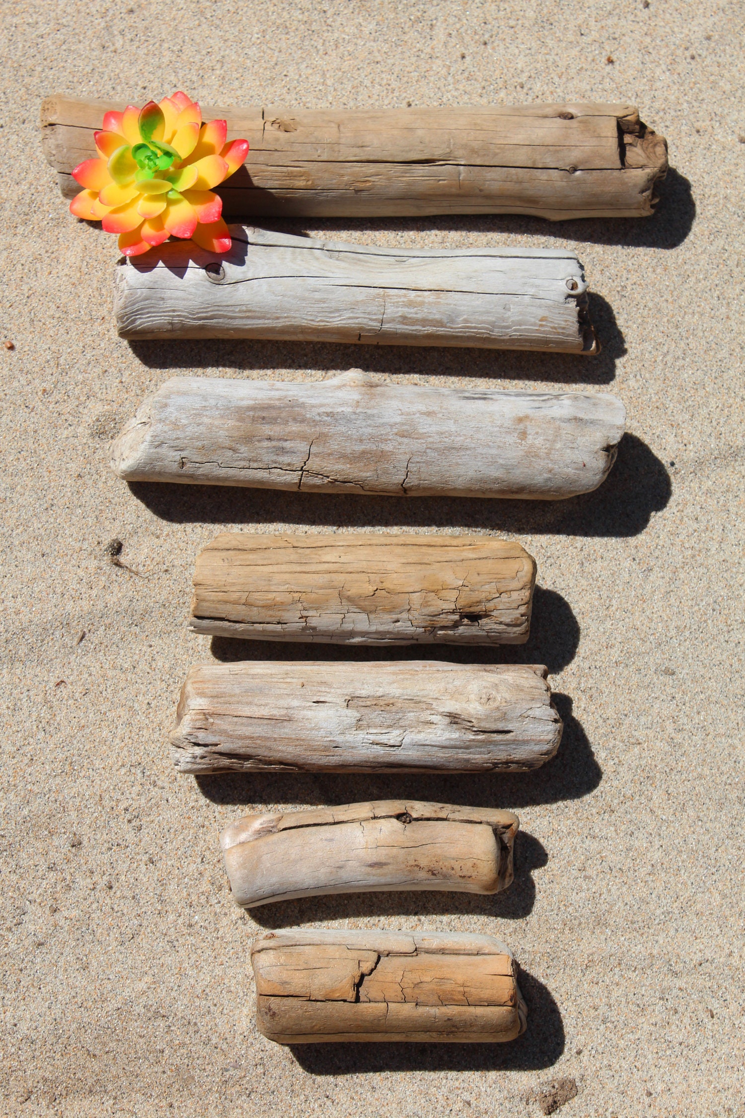 Freshwater Driftwood Driftwood Rounds Unique Driftwood Wood Etsy