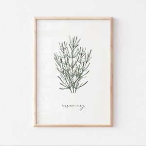 Impressões de arte de parede Kitchen HERB, aquarela Rosemary para download digital para impressão