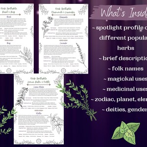 Herb Spotlight Grimoire Pages, Grimoire Printables, Witch Printables ...