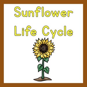 Sunflower Life Cycle | Digital download products | Teacher resources