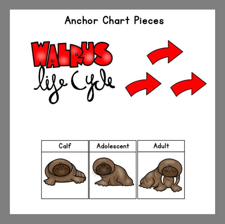 Walrus Life Cycle Digital Download Products Teacher Resources - Etsy