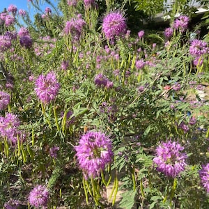 Rocky Mountain Bee Plant Seeds