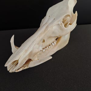 May include: An off-white wild boar skull featuring a long, narrow snout, prominent upper and lower tusks, and a visible row of molars. The bone structure is smooth and clean, showcasing the natural contours of the cranium and jawbone.
