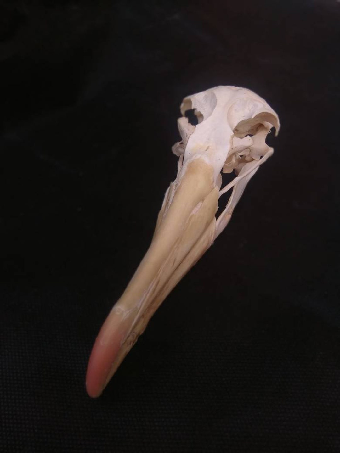 Real skull Albatross. Perfect and nice. Taxidermy osteology history natural collection