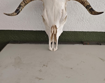 Äkta tjurko skalle Taxidermi osteologi kuriositet kuriositet samling tatuering horn horn