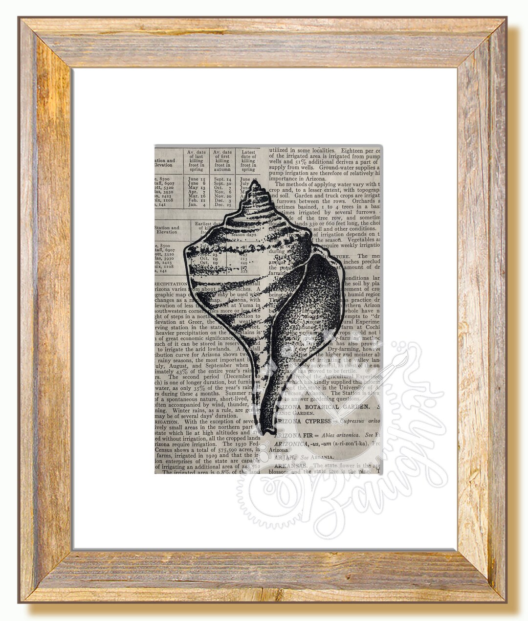 Sea Shells Ink Original Pen and Ink Sea Shell on Antique Book Page, Hand Drawn ...