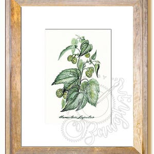 Hops Plant Botanical 5x7 Print in 8x10 Mat, Botanical Print, Beer Making Gifts, Botanical Art, Hops, Beer, Gifts for Men