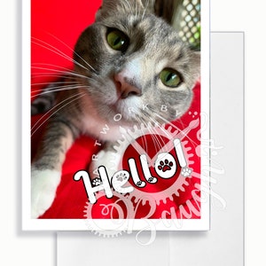 Hallo Katze Grußkarte, leere Innenkarte, Katze Grußkarte, Grußkarte, Katzen, Foto-Karte, Original-Karte, nur weil Karte
